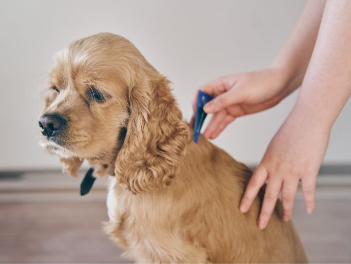 Una persona que aplica un tratamiento antipulgas en el cuello de un perro