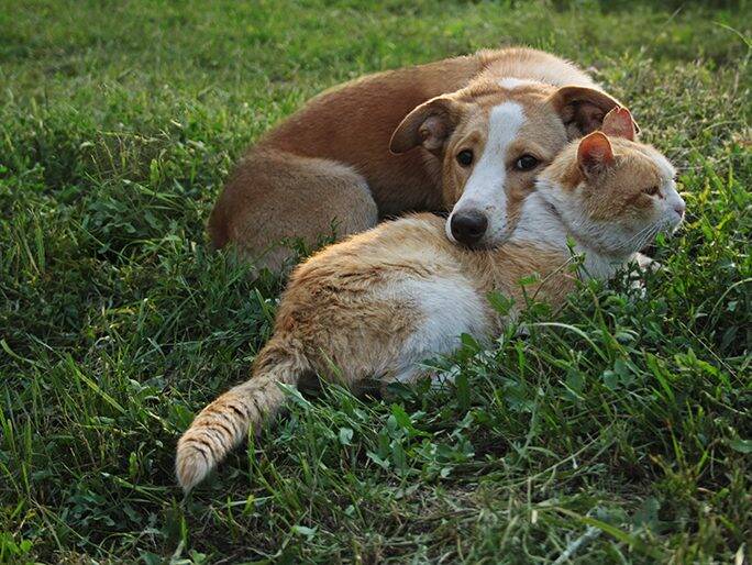 Un gato y un perro acurrucados en el césped