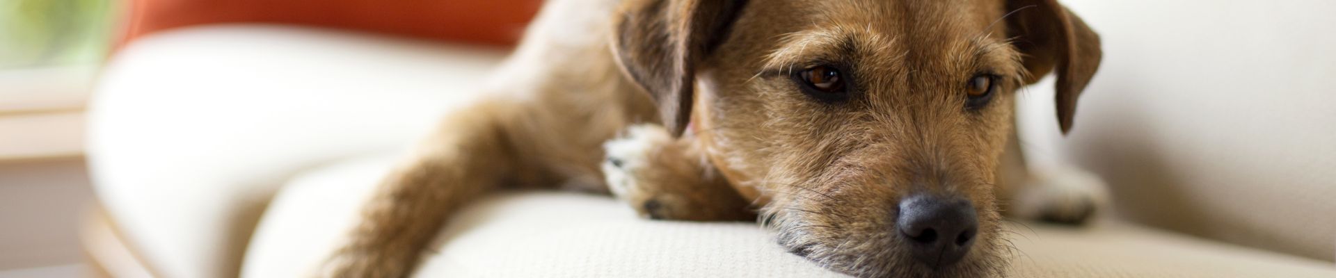 Un perro deprimido que está recostado en el sofá