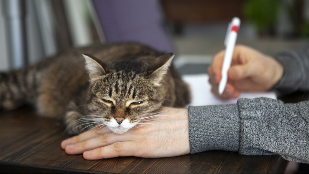 Un gato atigrado dormitando con la barbilla en la mano de su dueño