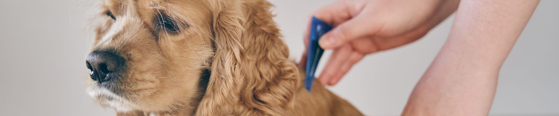 Un perro peludo de pelaje dorado al que lo revisan en busca de pulgas