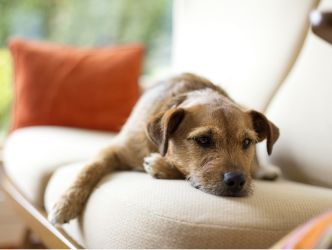 Un perro pequeño y peludo tumbado en un sofá