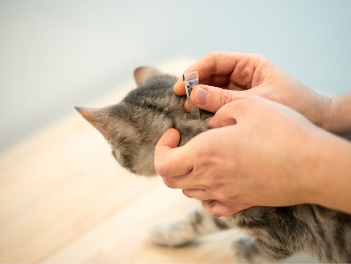 Una persona que aplica tratamiento contra pulgas en el cuello de un gato