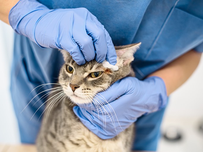 Un veterinario con guantes de látex le limpia los oídos a un gato 
