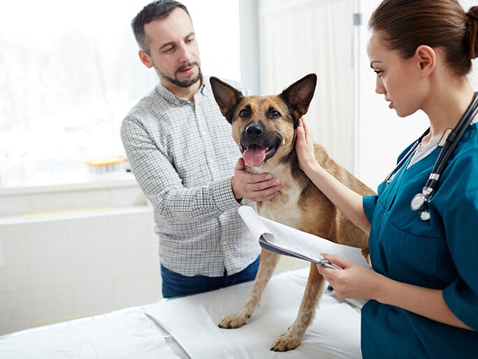 Un perro es examinado por un veterinario junto a su dueño