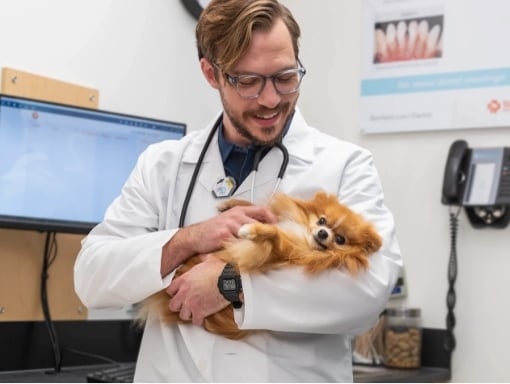 Un veterinario sosteniendo un pomeranian