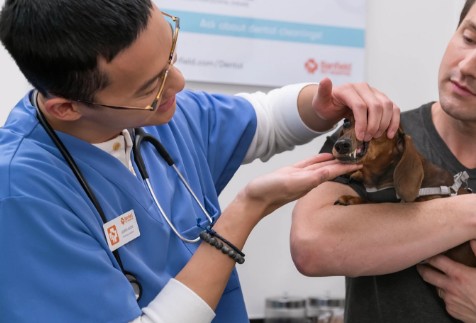 Un dueño de perro sosteniendo a su dachshund mientras un veterinario le examina los dientes al perro 