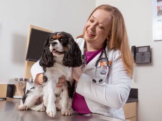 Un perro de raza King Charles que recibe tratamiento en la clínica veterinaria