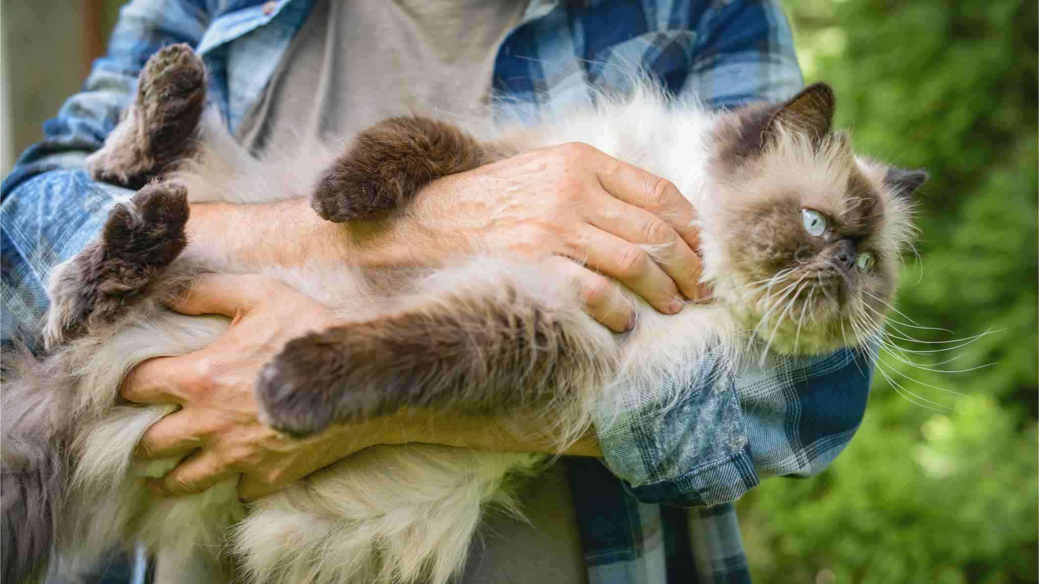 Una persona sosteniendo un gato café peludo