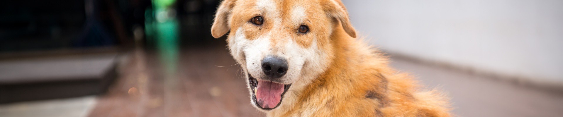 Un golden retriever contento que mira hacia adelante