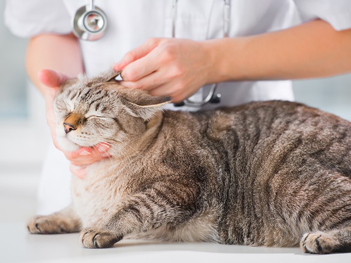 Un veterinario examinando los oídos de un gato atigrado 
