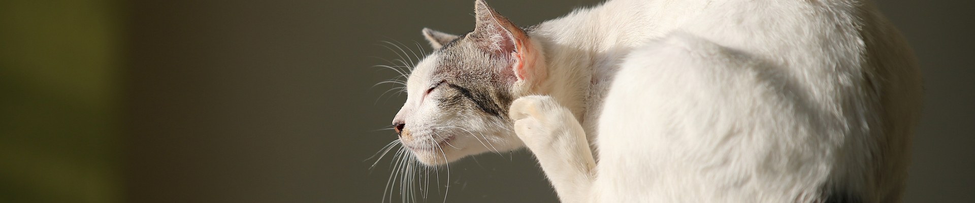 Un gato blanco que se rasca detrás de la oreja