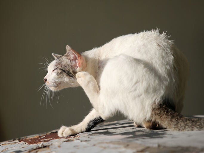 Un gato blanco pequeño que se rasca la oreja