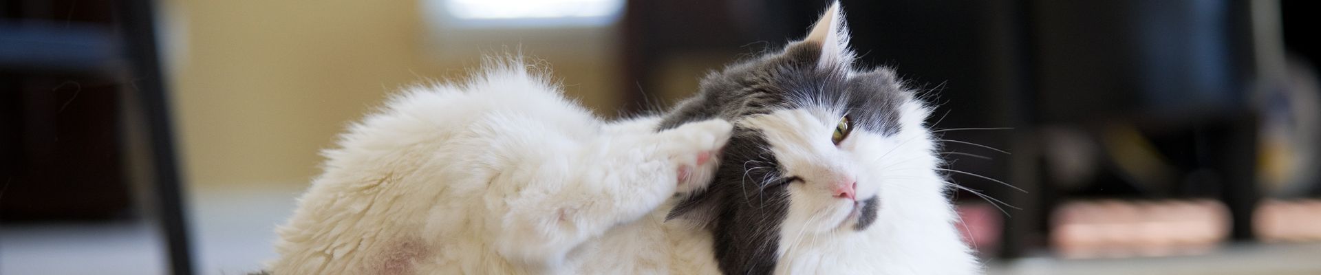 Un gato esponjoso gris y blanco se rasca la oreja