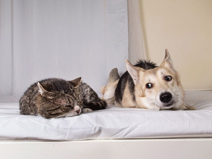 Un gato y un perro recostados uno junto al otro