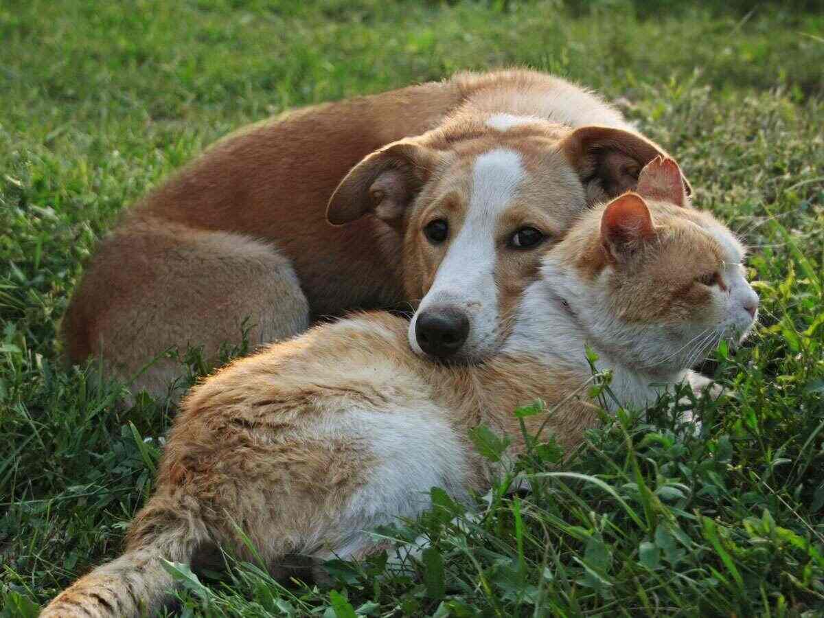 Un perro y un gato acurrucados en el césped