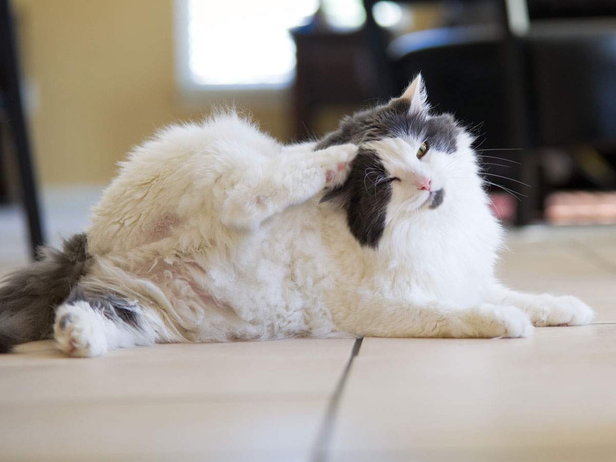 Un gato esponjoso gris y blanco se rasca la oreja