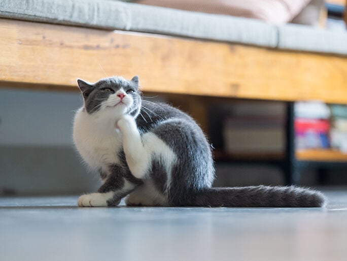 Un gato gris rascándose la barbilla