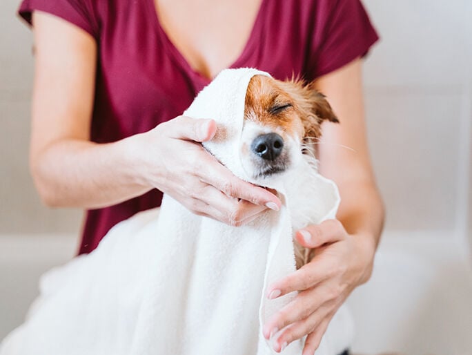 Un perro pequeño se seca con una toalla