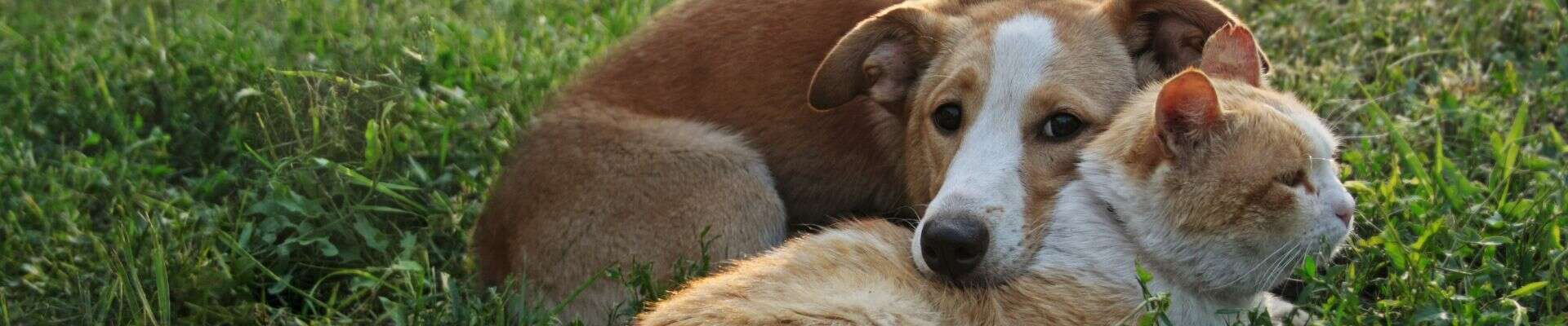 Un perro que apoya la cabeza arriba de su gato amigo en un lugar al aire libre