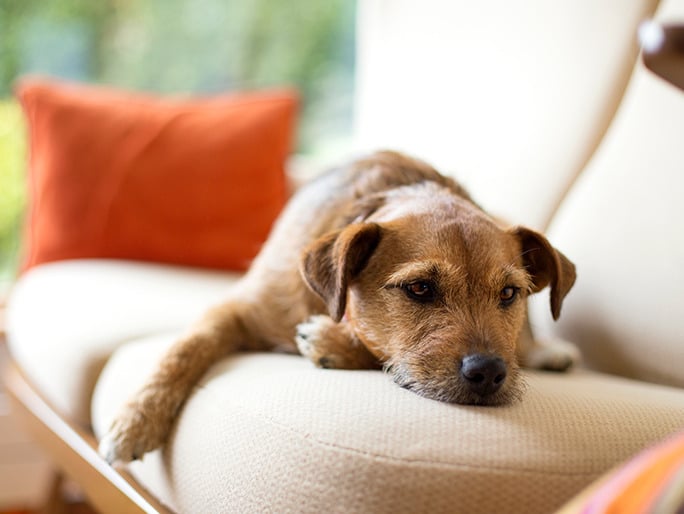 Un perro pequeño tumbado en un sofá