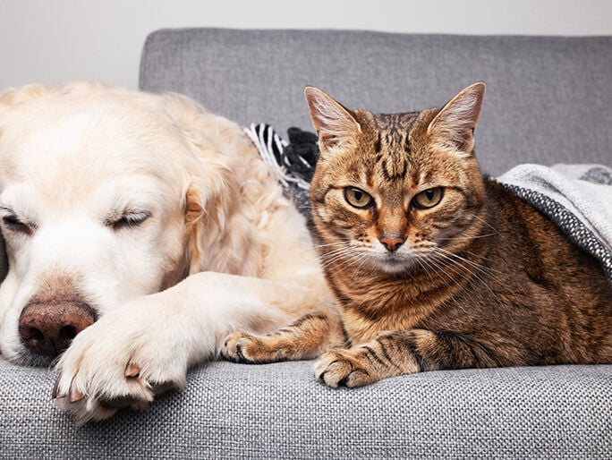 Un perro viejo y un gato acostados uno al lado del otro