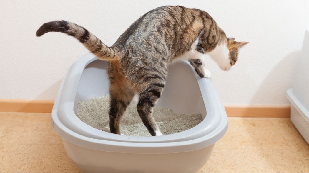 Un gato taby que sale de una caja de arena