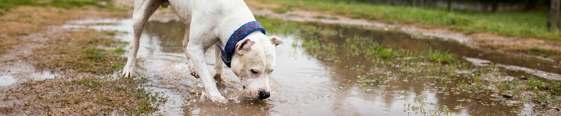 Un perro blanco que juega en un charco con barro