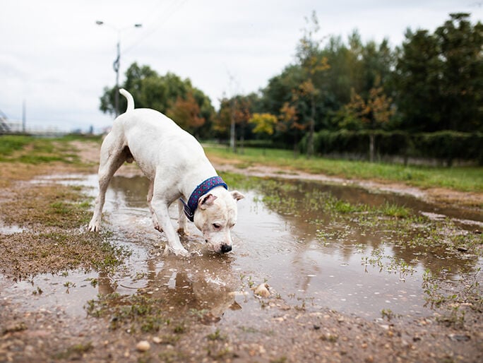 Un perro salpica agua turbia