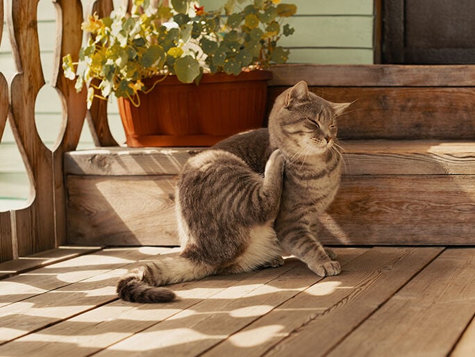 Un gato sentado al aire libre rascándose la barbilla