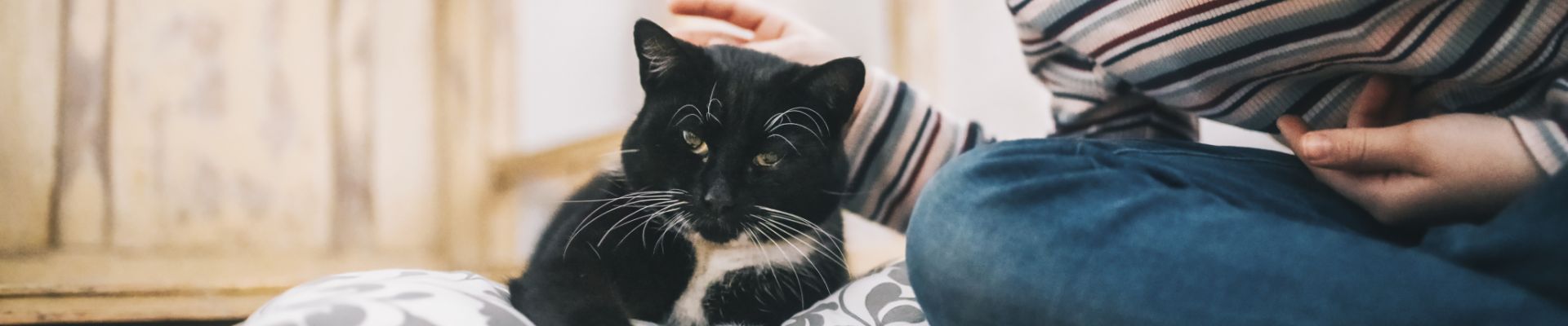 Un gatito blanco y negro al que le rascan la cabeza