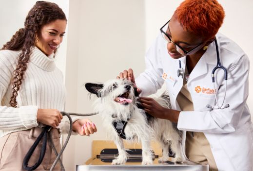 Una médica veterinaria y una técnica veterinaria examinan a un perro peludo