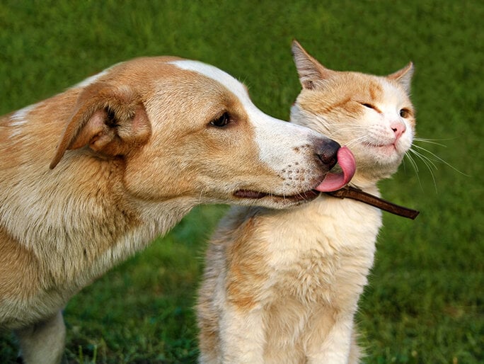 Un perro le da un beso en la cara a un gato que no quiere