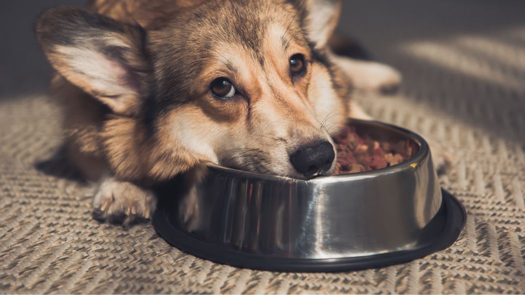Un perro con su hocico en un tazón de alimento para perros