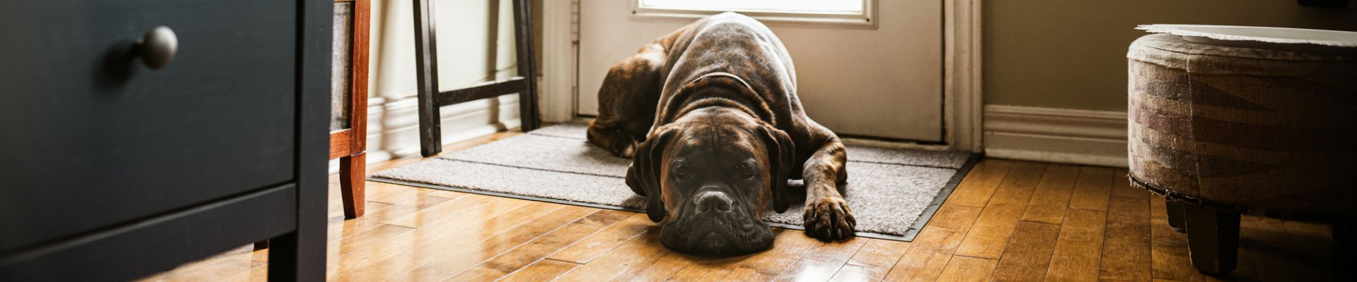 Un perro marrón grande que está recostado junto a la puerta para perros