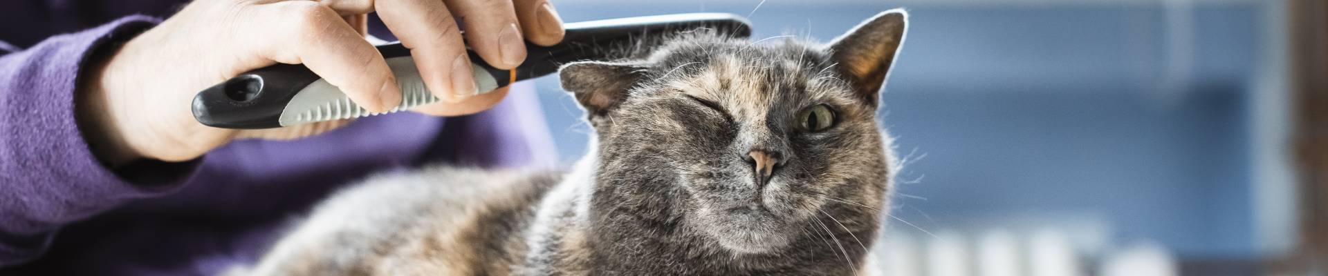 Un gato carey es acicalado con un peine para pulgas