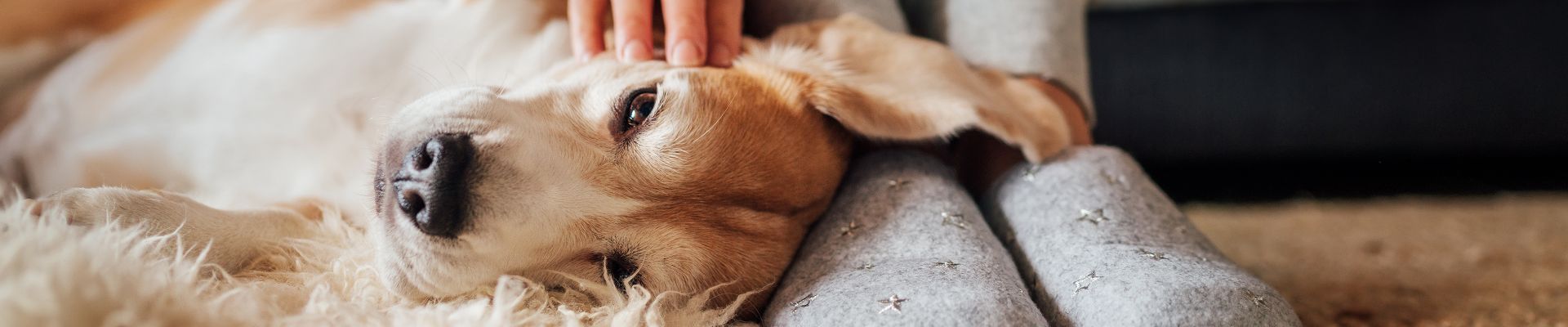 Un perro que está acostado a los pies de su dueño