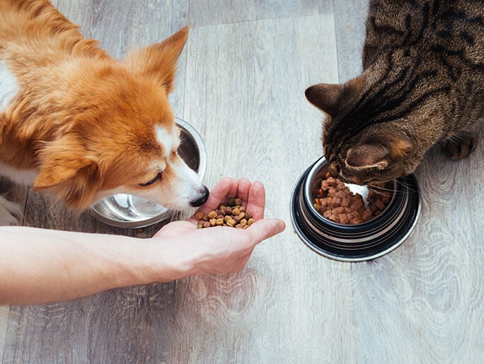 Un gato come de un tazón junto a un perro que come de la mano de alguien