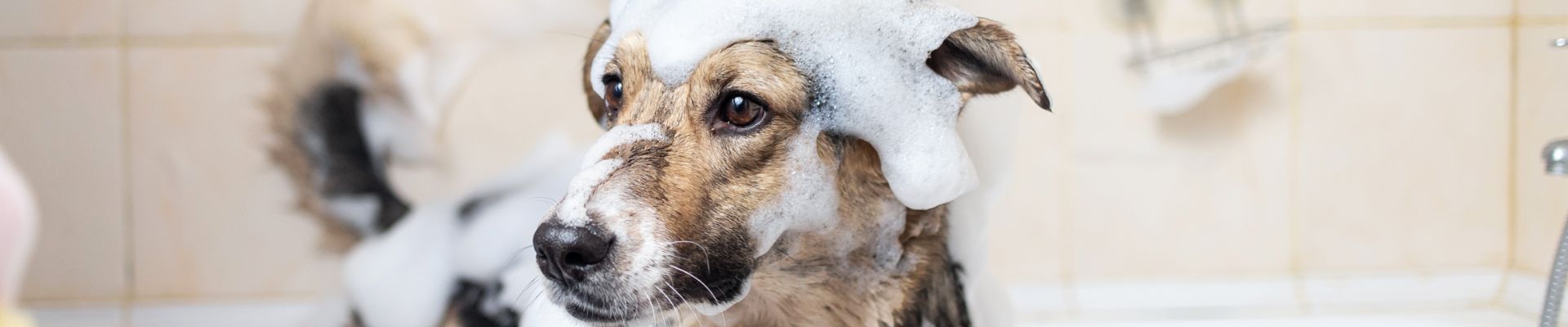 Un perro al que le dan un baño con espuma