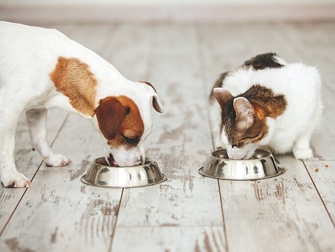 Un perro pequeño marrón y blanco y un gato atigrado y blanco que comen en recipientes metálicos 