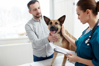 Médico revisando un perro