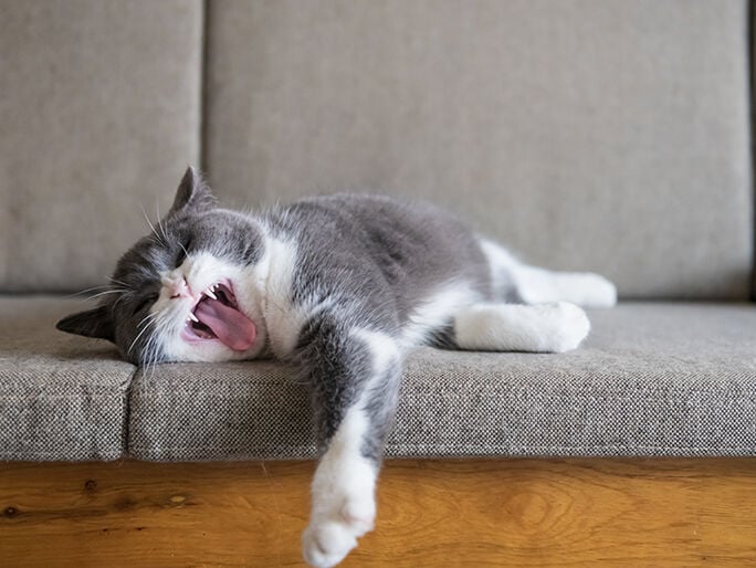 Un gato gris y blanco bostezando y estirándose sobre un sofá