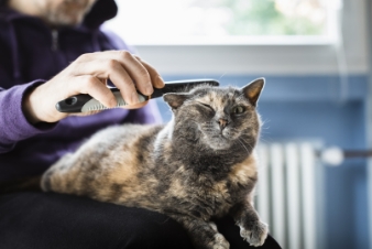dueño limpiando el pelo de un gato