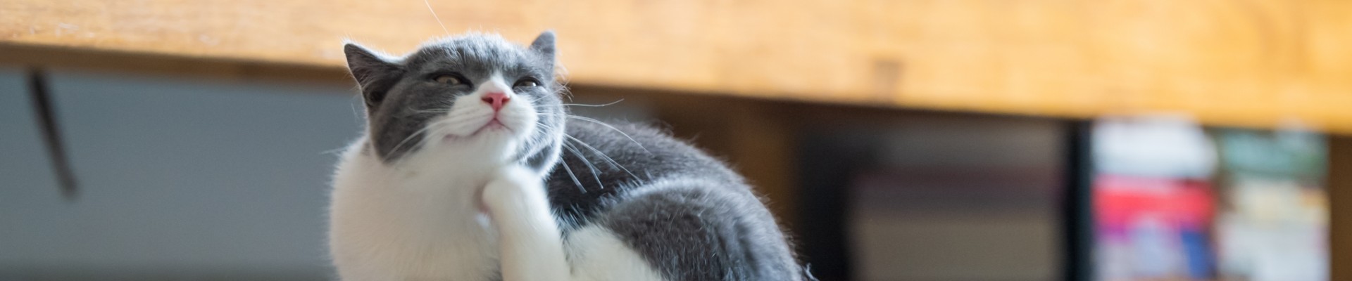 Un gato gris y blanco que se está rascando