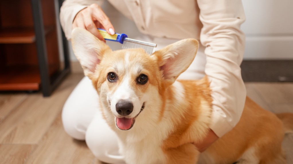 médico cepillando cabeza de perro