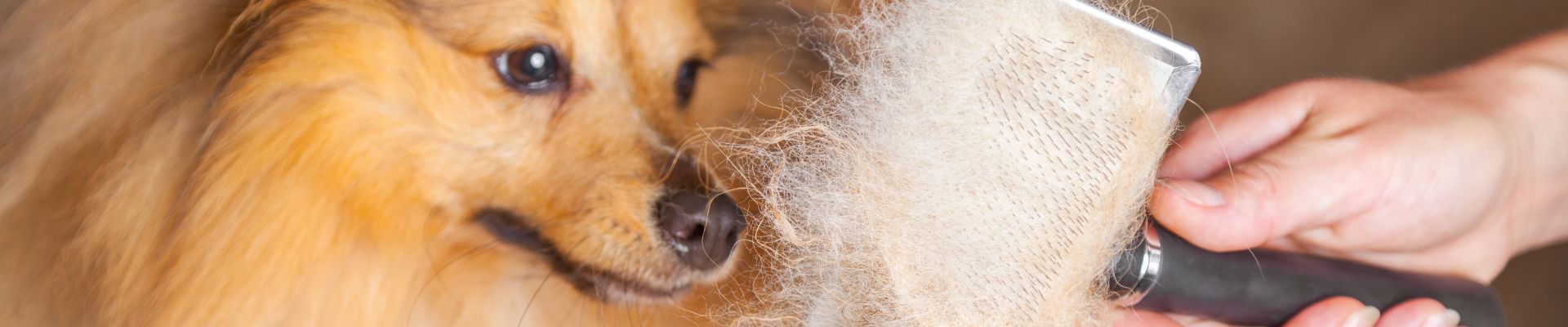 Un perro peludo junto a un cepillo cubierto de pelo de perro