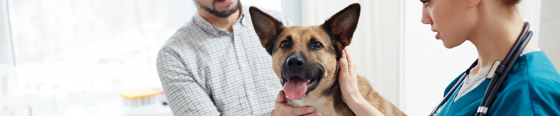 Un perro con ojos saltones al que lo examina un técnico veterinario