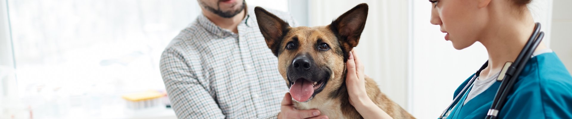 Una veterinaria examina a un perro grande mientras el dueño del perro la apoya