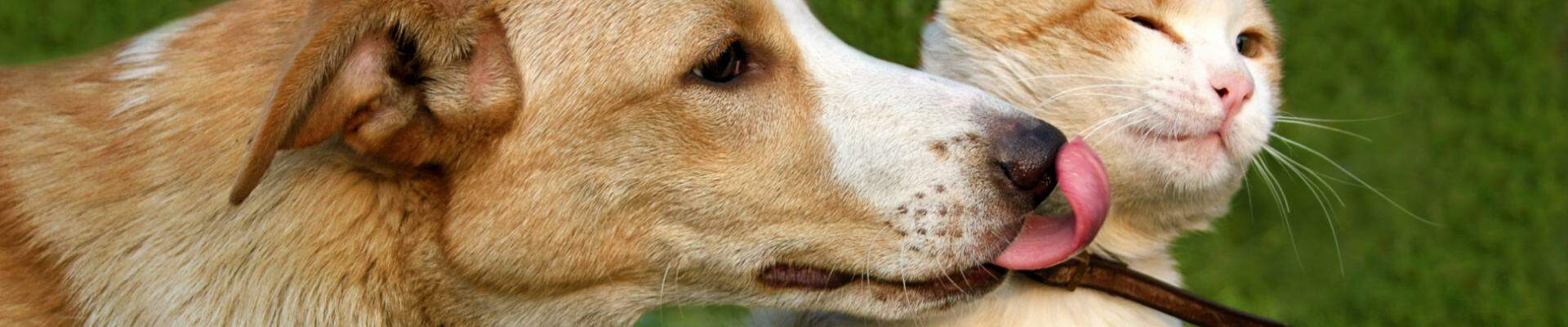Un perro marrón y blanco le da un beso a un gato reticente