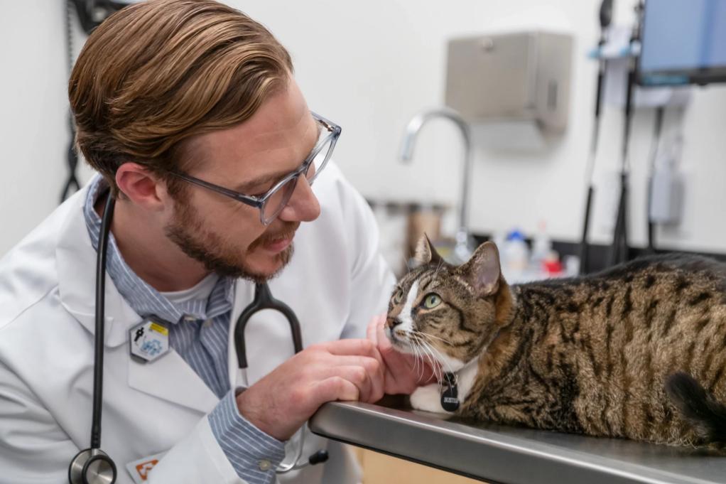 Médico revisando un gato